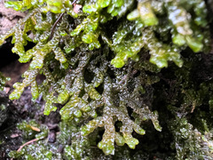 Porella platyphylla