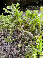 Porella platyphylla