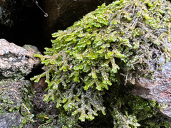 Porella platyphylla