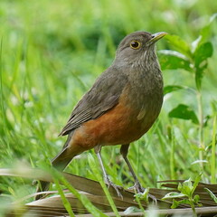 Turdus rufiventris