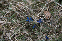 Gentiana verna