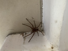 Heteropoda cervina