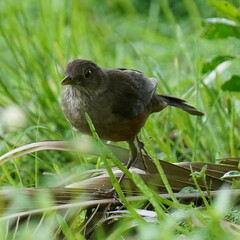 Turdus rufiventris