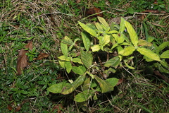 Psychotria loniceroides