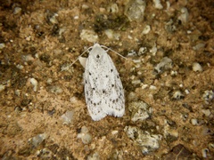 Scythropiodes leucostola