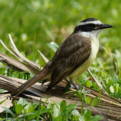 Pitangus sulphuratus