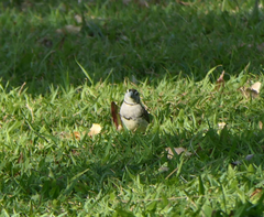 Stizoptera bichenovii