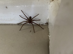 Heteropoda cervina