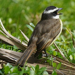 Pitangus sulphuratus
