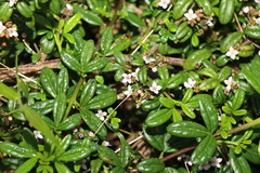 Zieria prostrata