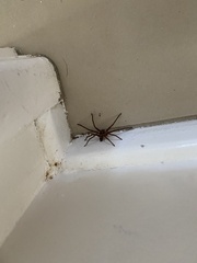 Heteropoda cervina