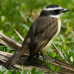 Pitangus sulphuratus