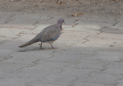 Streptopelia senegalensis