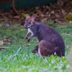 Thylogale stigmatica