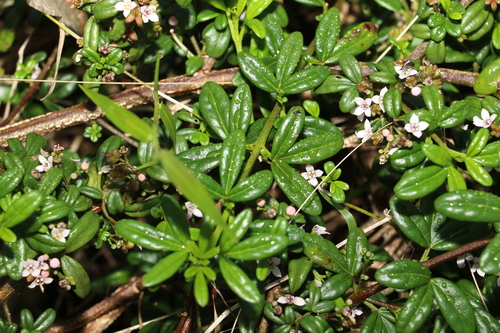 Image of Zieria prostrata by (c) Greg Tasney, some rights reserved (CC BY-SA)