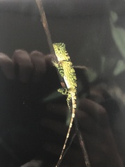 Gonocephalus bornensis