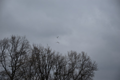 Milvus milvus