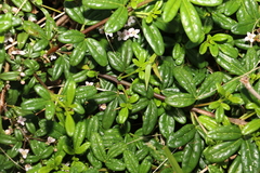 Zieria prostrata