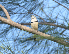 Stizoptera bichenovii