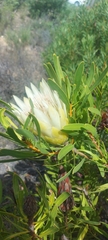 Protea repens