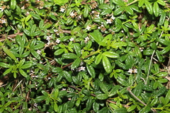 Zieria prostrata