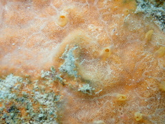 Clathria