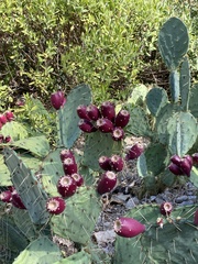 Opuntia phaeacantha