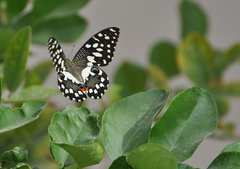 Papilio demoleus