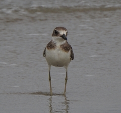 Charadrius leschenaultii