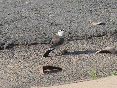 Stizoptera bichenovii