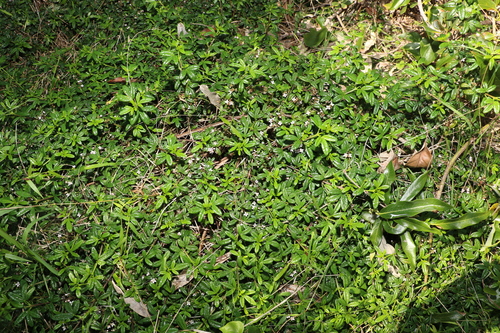 Image of Zieria prostrata by (c) Greg Tasney, some rights reserved (CC BY-SA)