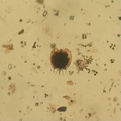 Macrochaetus sericus