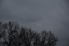 Milvus milvus