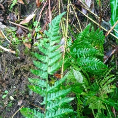 Dryopteris dilatata