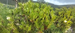 Protea repens