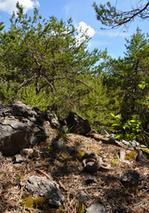 Vipera ammodytes