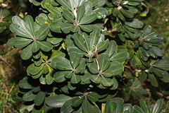 Banksia integrifolia