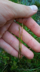 Triglochin palustris