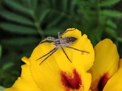 Pisaura