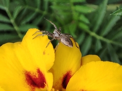 Pisaura