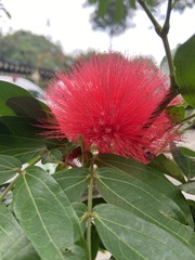Calliandra