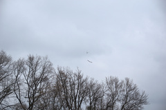 Milvus milvus