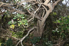Banksia integrifolia