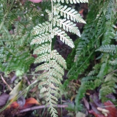 Dryopteris dilatata