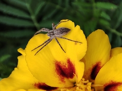 Pisaura