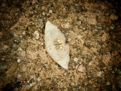 Enispa lutefascialis