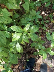 Psychotria nervosa