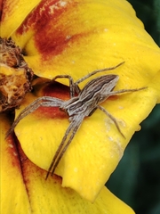 Pisaura