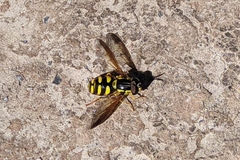 Chrysotoxum intermedium
