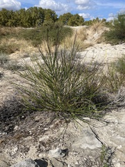 Cytisus scoparius